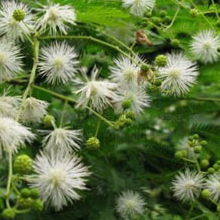 勒仔树 - 无锡花阡陌种业有限公司